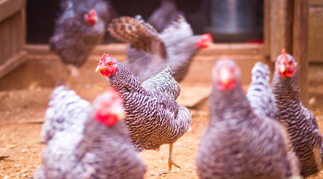 Police were sickened by what this married couple in New Mexico forced their daughter to do with chickens