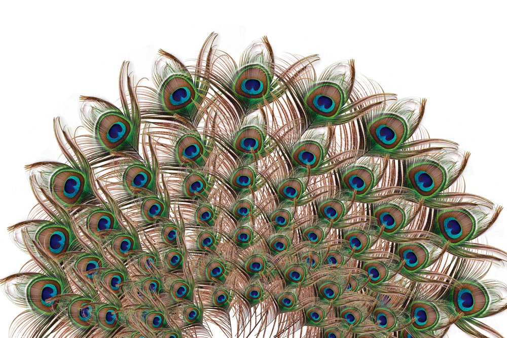 Peacock,With,Fully,Fanned,Tail,Isolated,On,White,Background,-