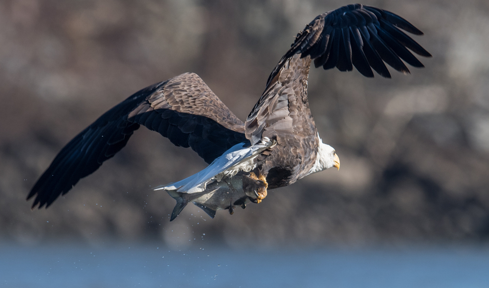 Bald,Eagle,Fishing