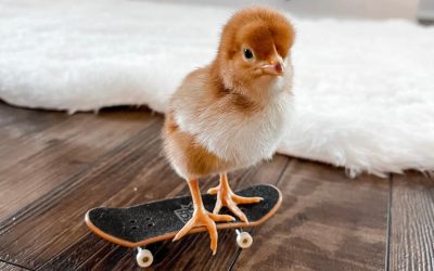 A legendary Tony Hawk skateboard deck just sold for one price that shows what real American heroes are worth