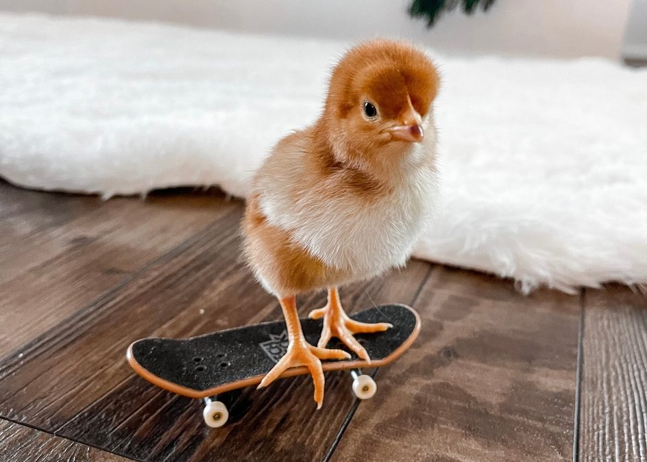 A legendary Tony Hawk skateboard deck just sold for one price that shows what real American heroes are worth