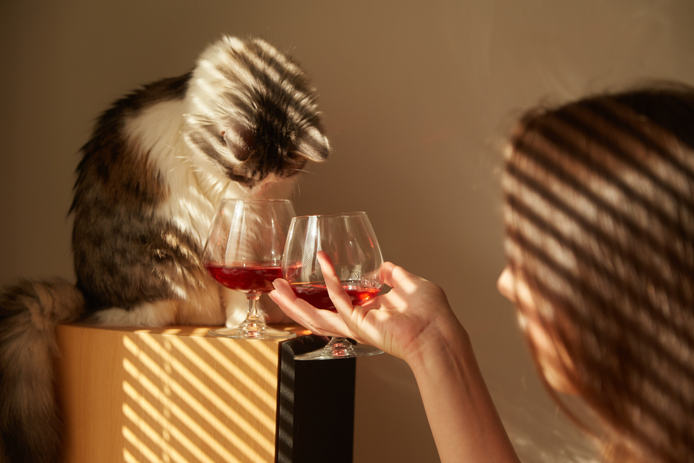 Young,Woman,Drinks,Red,Wine,With,Her,Cat
