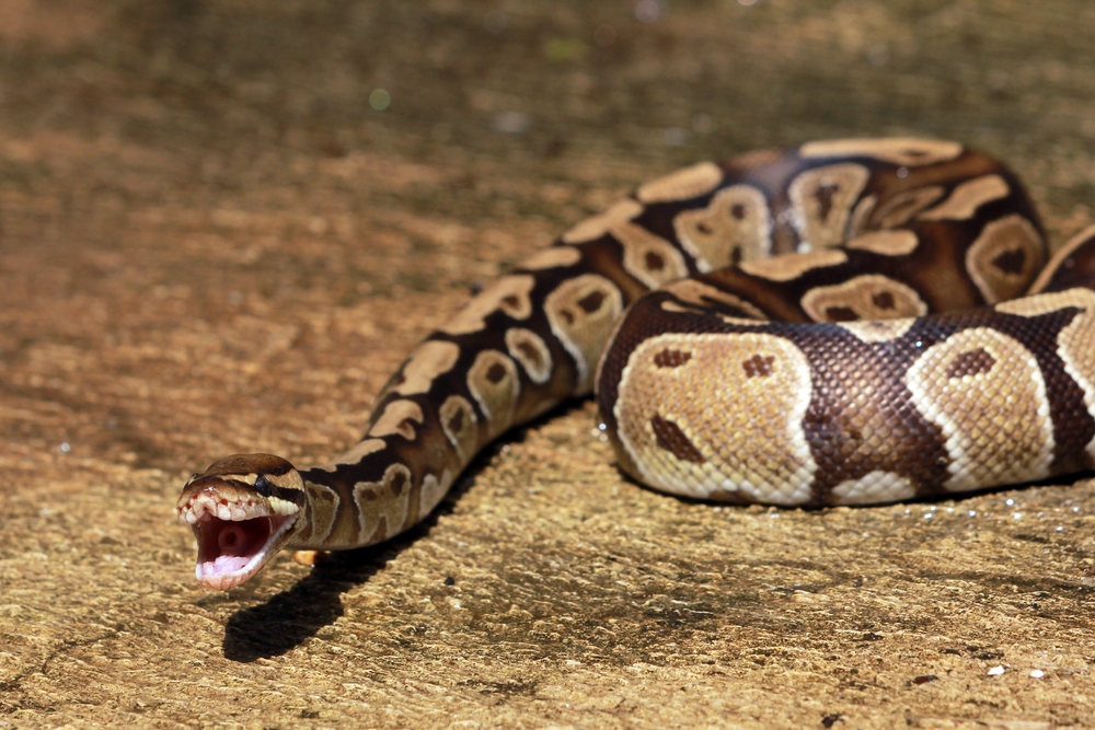 Reticulated,Pythons,,The,Longest,Snake,Species,In,The,World,,Have