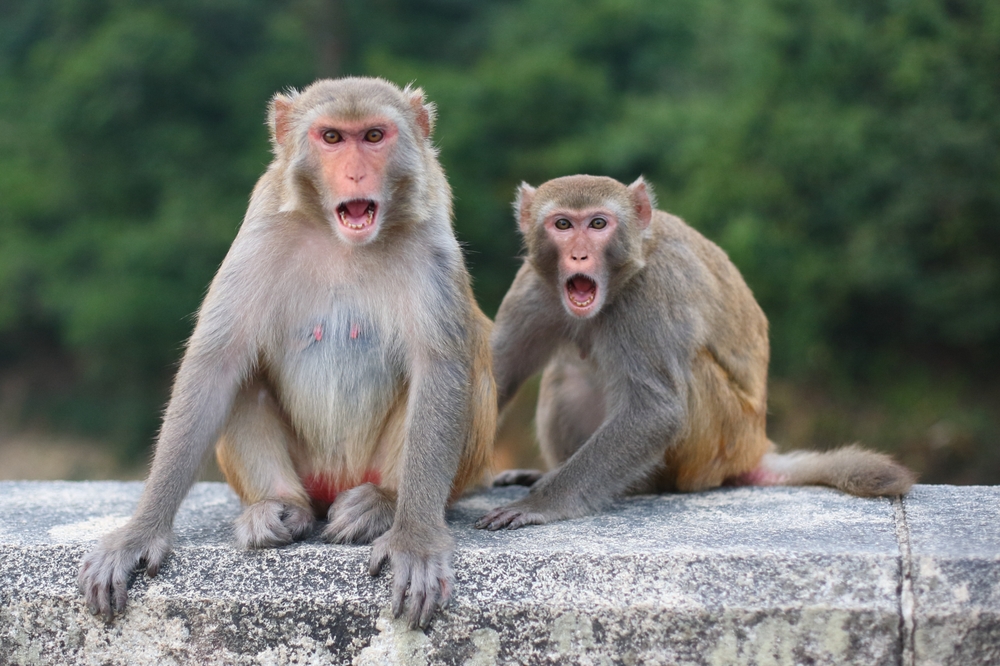 Rhesus,Macaque,(macaca,Mulatta),,Colloquially,Known,As,Rhesus,Monkey,,In