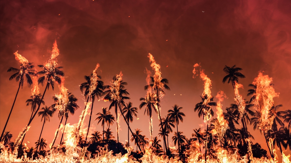 Intense,Flames,Engulf,Palm,Trees,During,The,Los,Angeles,Wildfires