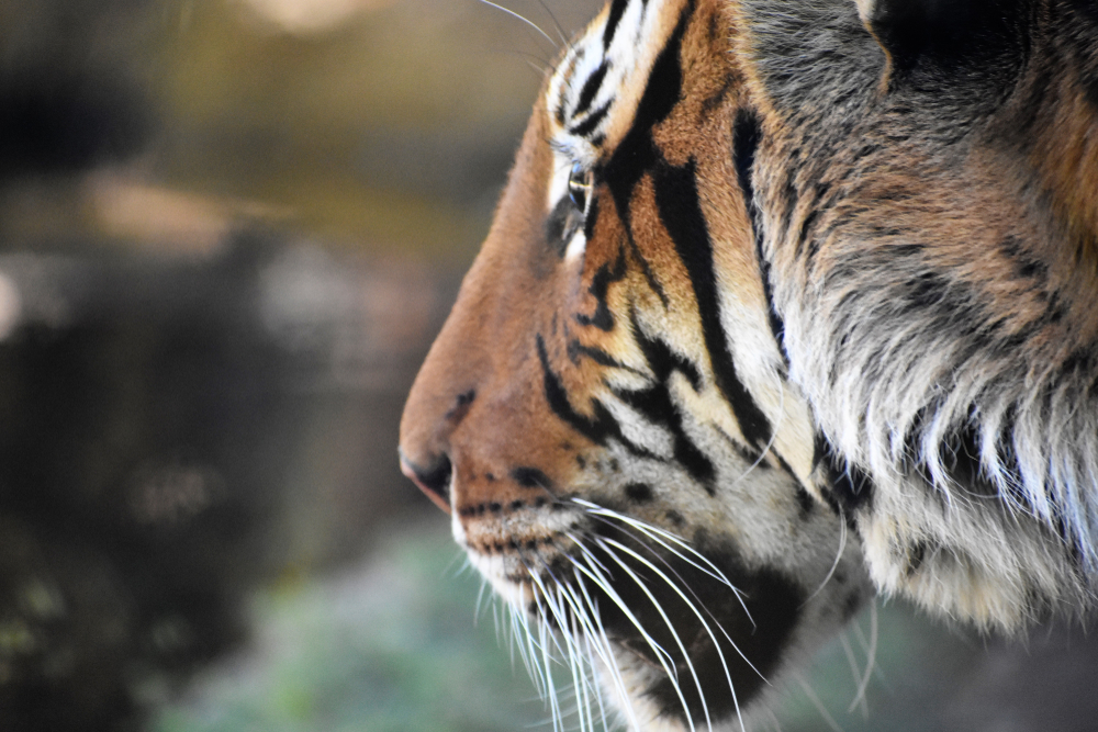 Nick Saban dropped one brutal truth that should terrify LSU about their coaching search