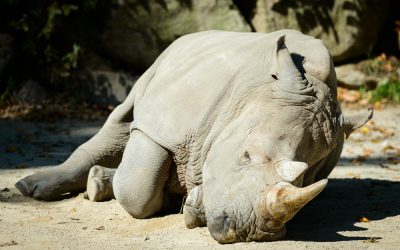 Dick Cheney made one final move that proved everything Donald Trump said about him