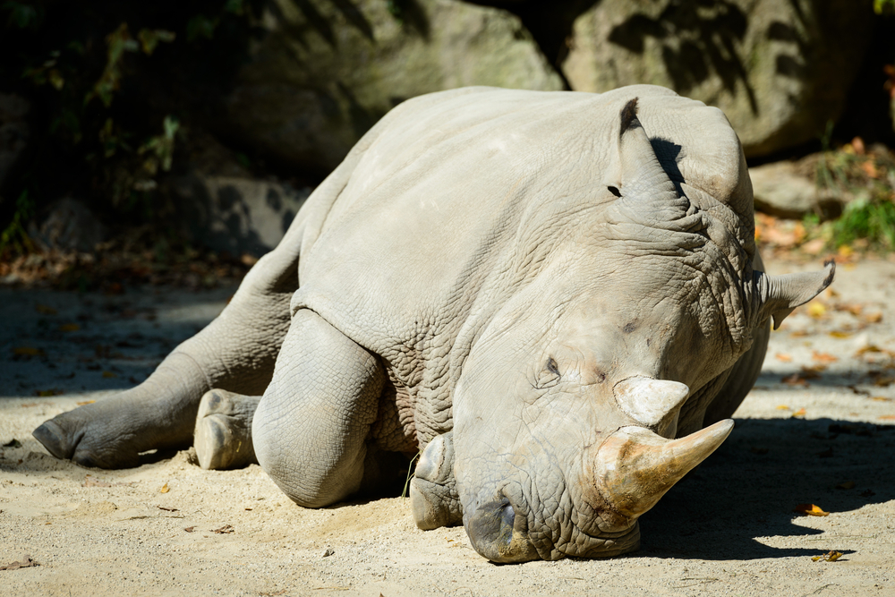 Dick Cheney made one final move that proved everything Donald Trump said about him