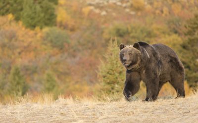 One Grizzly Bear Still On Loose After Attack Exposed Canada’s Biggest Wildlife Blunder