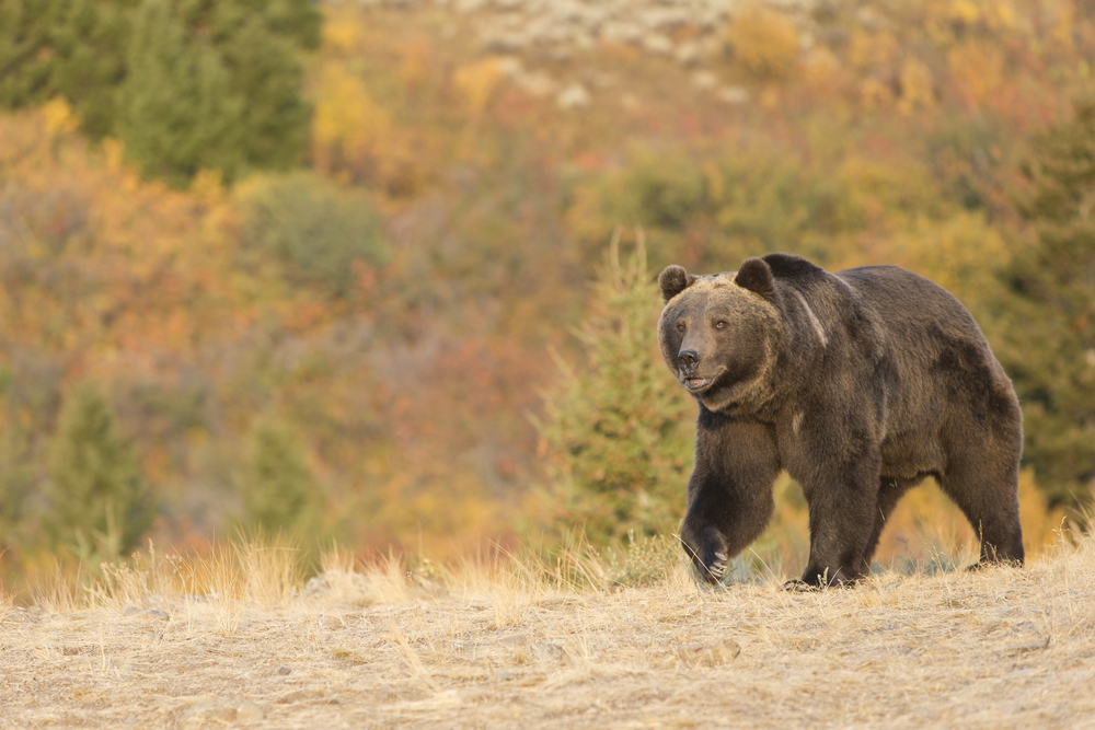 One Grizzly Bear Still On Loose After Attack Exposed Canada’s Biggest Wildlife Blunder