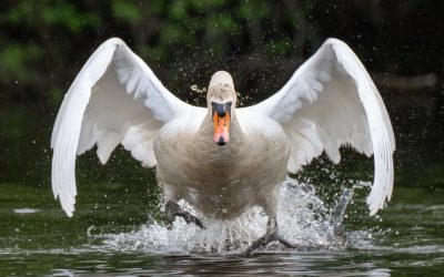 An angry swan terrorised German motorists until one police officer made a move that left everyone stunned
