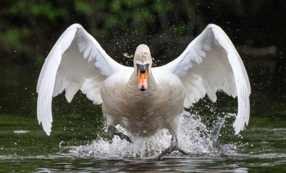An angry swan terrorised German motorists until one police officer made a move that left everyone stunned