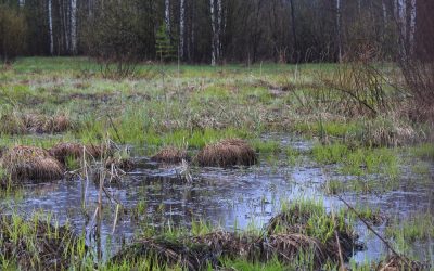 Marjorie Taylor Greene Just Exposed Mike Johnson’s Dirty Secret About This Massive Swamp Priorty