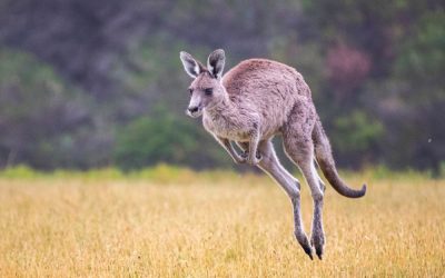 Runaway Kangaroos Brought Down Cyclists in One Moment That Left Aussie Race Commentators Speechless