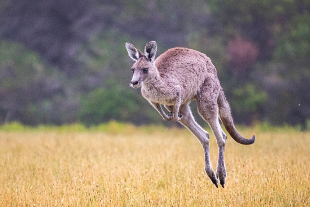 Wild,Kangaroos,,Australia,,Wildlife,,Nature,,Marsupials,,Iconic,,Animals,,Outback,,Bushland,
