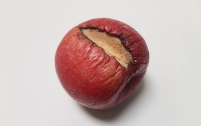 Zohran Mamdani’s Tenant Director Just Confessed His Shocking Plan For Property Owners