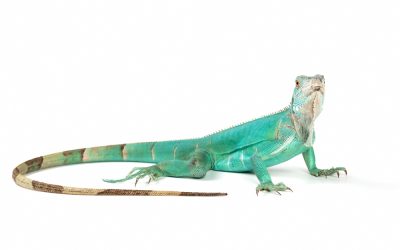 Floridians Turned This Iguana Invasion Into a Free-For-All That Made Wildlife Officials Do a Double-Take