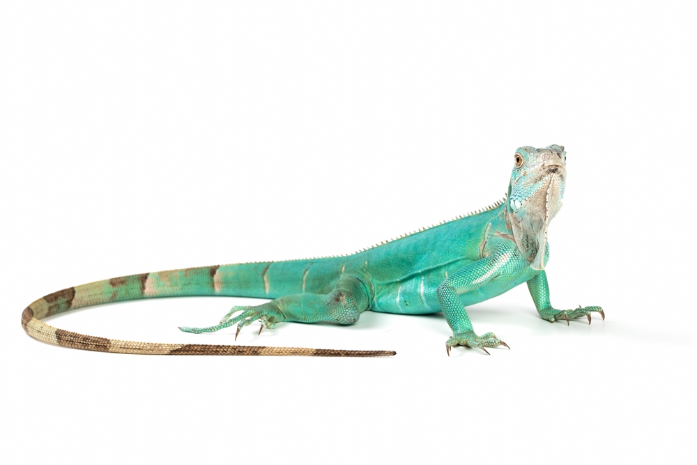 Floridians Turned This Iguana Invasion Into a Free-For-All That Made Wildlife Officials Do a Double-Take