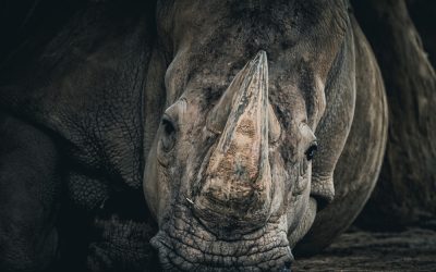 Anna Paulina Luna Caught RINO Lisa Murkowski in a Brazen Lie About Her Voting Record