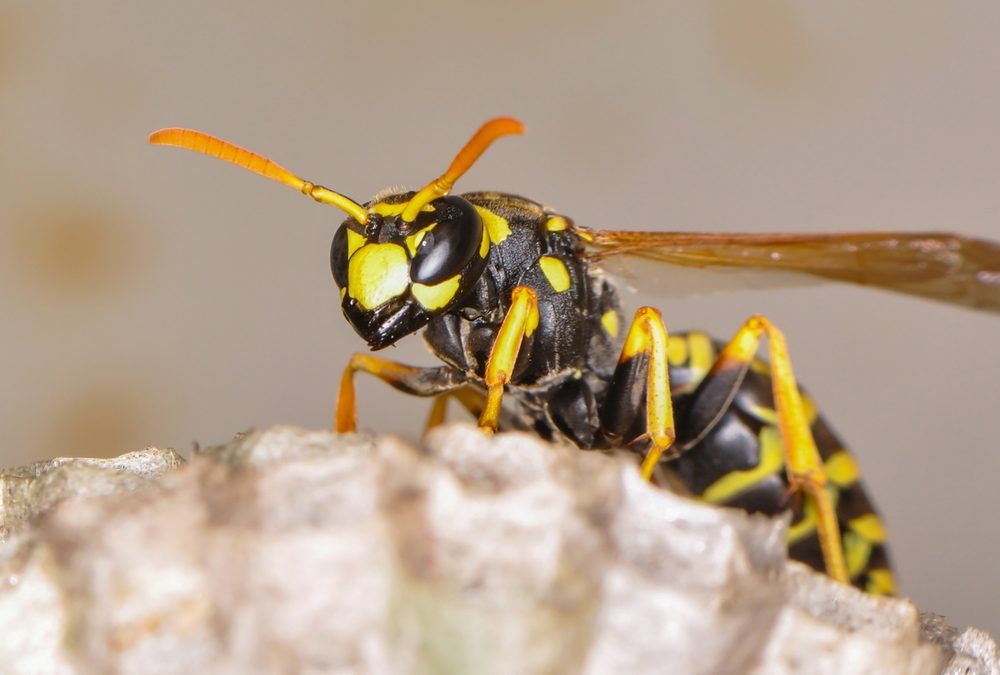 John Kennedy Went on Fox News and Revealed Exactly Why Trump Got Mad as a Mama Wasp About DHS Contracts