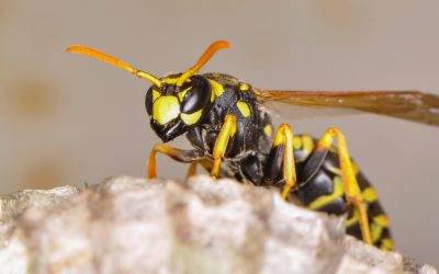 John Kennedy Went on Fox News and Revealed Exactly Why Trump Got Mad as a Mama Wasp About DHS Contracts