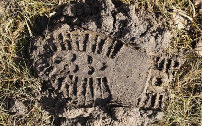 Megyn Kelly Just Stomped the Senator Who Started a War and Spent the Weekend at Disney World