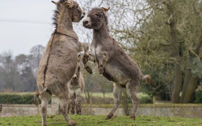 Senate Democrats Started a Secret Group Called the Fight Club and Chuck Schumer Is the Target