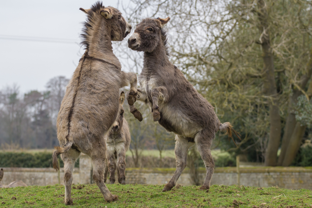 Senate Democrats Started a Secret Group Called the Fight Club and Chuck Schumer Is the Target