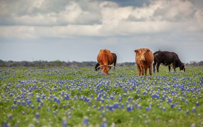 Chip Roy Just Exposed His GOP Opponent’s Bill That Would Have Forced Texas Towns to Approve Sharia Cities
