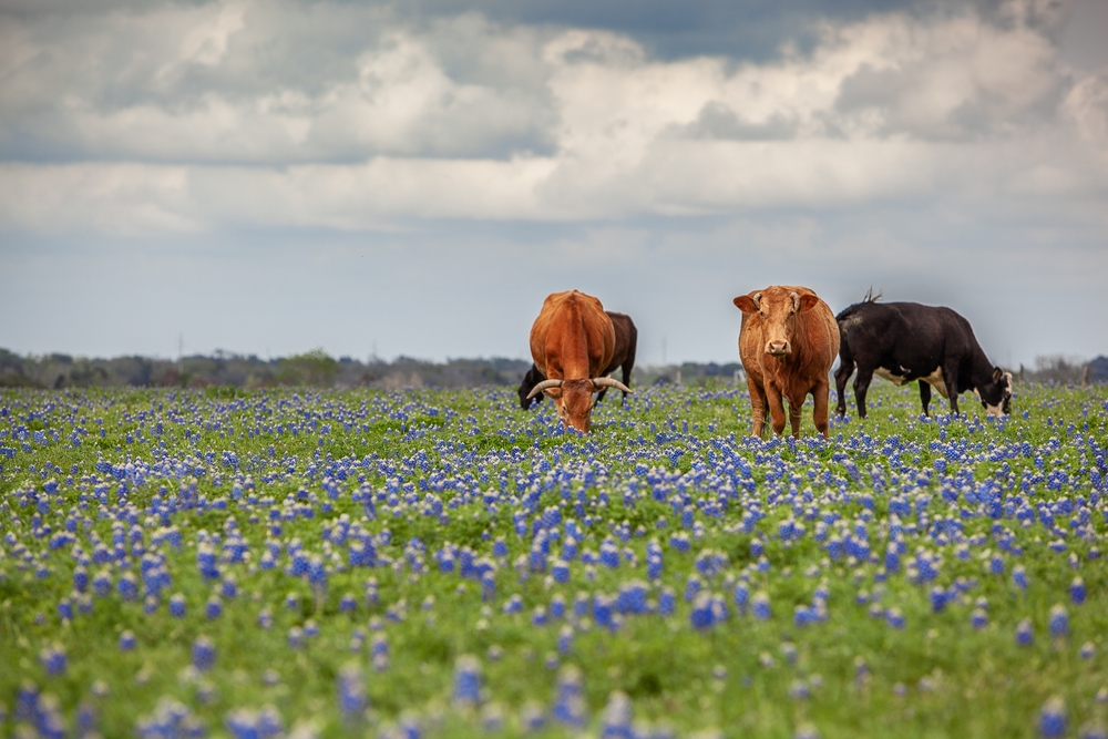 Texas,Cattle,Graze,Among,Bluebonnets,In,A,Wildflower,Field,Beneath