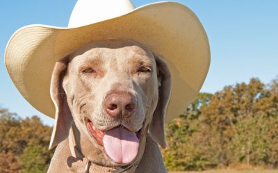 Scott Jennings Dismantled a Democrat Fake Cowboy’s Dream to His Face in the Wake of Paxton’s Performance