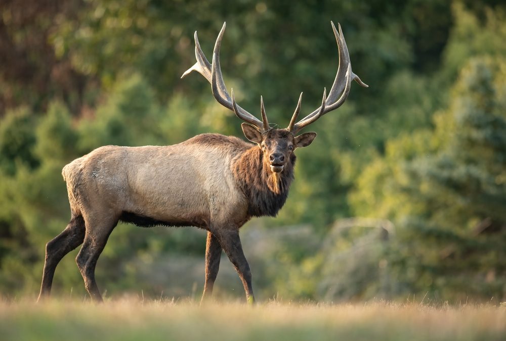 Kristi Noem Posted Elk Hunting Photos and Her Cricket Critics Lost It All Over Again