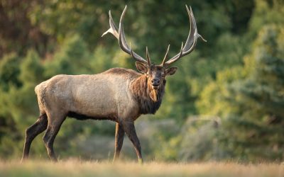 Kristi Noem Posted Elk Hunting Photos and Her Cricket Critics Lost It All Over Again
