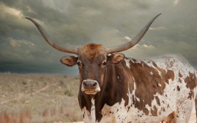 Cornyn Just Backed Karl Rove’s Meltdown Over a Texas Football Post but Voters Already Gave Him the Longhorns