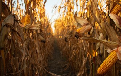 Indiana Farm Family Honored Charlie Kirk and Trolls Tried to Erase Their Business Overnight