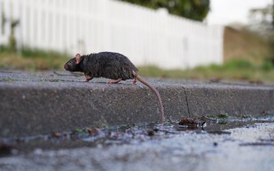 A Midwest City Joined America’s Rattiest Cities and the Warning Memo Came From Its Mayor