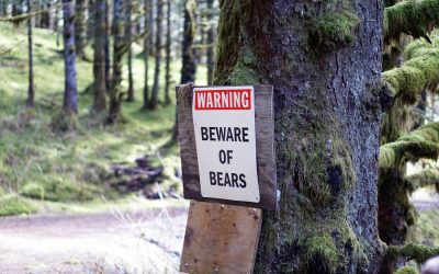 The US Interior Department Just Made a Big Fat Bear Week Announcement about the Crippled Cub Rangers Doubted