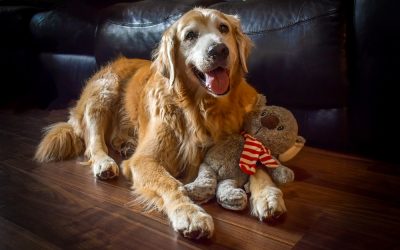 A Fifteen Year Old Golden Retriever Found an Unlikely Way Back to His Puppy Energy