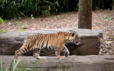 Trump Posted an AI Video of Himself Wrestling a Tiger and the Meltdowns Went Somewhere Few Expected