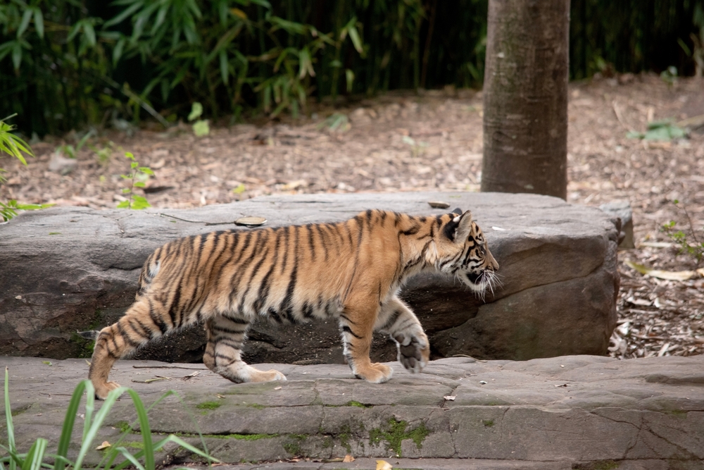 Trump Posted an AI Video of Himself Wrestling a Tiger and the Meltdowns Went Somewhere Few Expected