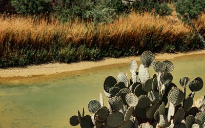 Trump Administration Asks Supreme Court to Shut Down Judge Blocking Big Bend Border Wall